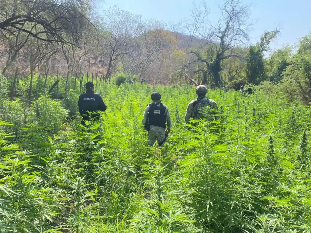 Operativo en Buenavista destruye plantío de marihuana con más de 6 mil plantas Operativo conjunto elimina plantío de marihuana en Buenavista