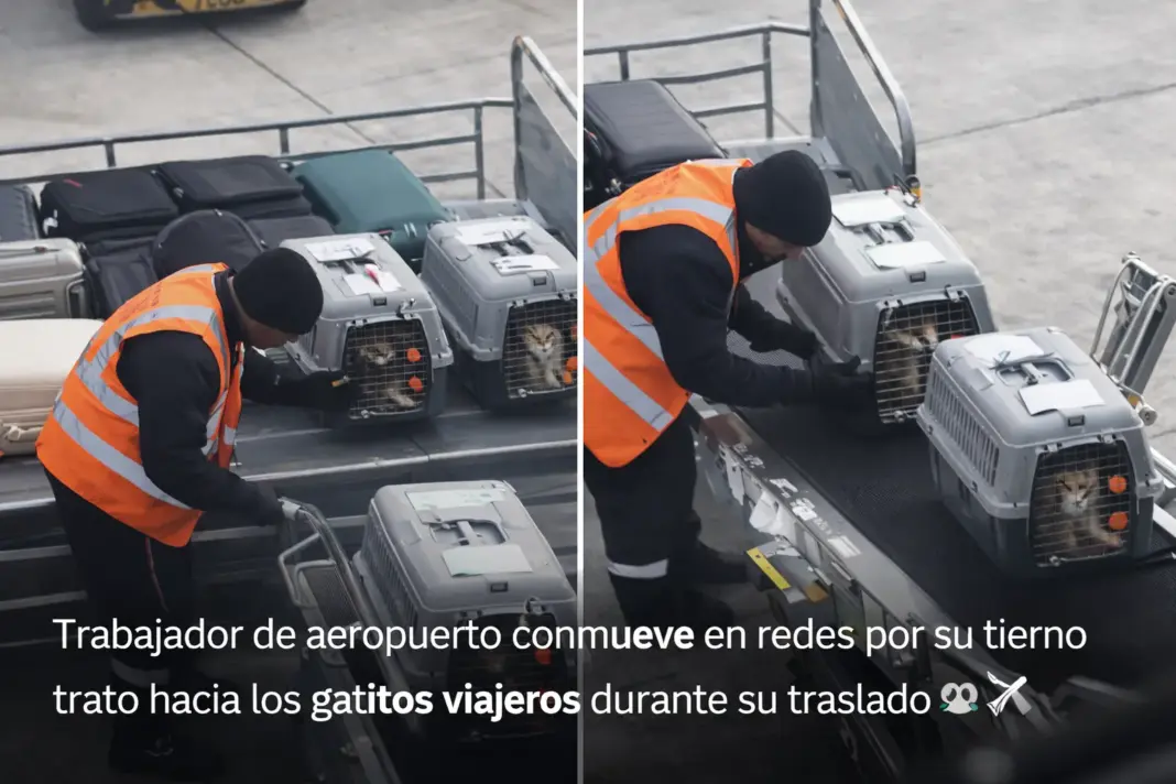 Trabajador de aeropuerto conmueve redes por su trato a gatitos viajeros durante traslado | VIDEO Trabajador de aeropuerto acaricia gatitos viajeros durante traslado en zona de carga