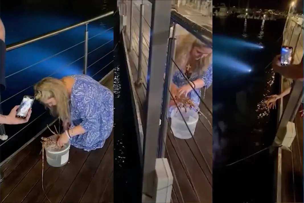 Turista paga 200 euros por una langosta en restaurante… solo para liberarla en el mar Turista paga 200 euros por una langosta en restaurante… solo para liberarla en el mar