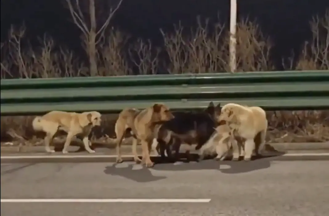 VIDEO| Escapan de ser vendidos como carne: 7 perros guiados por un corgi regresan a casa VIDEO| Escapan de ser vendidos como carne: 7 perros guiados por un corgi regresan a casa