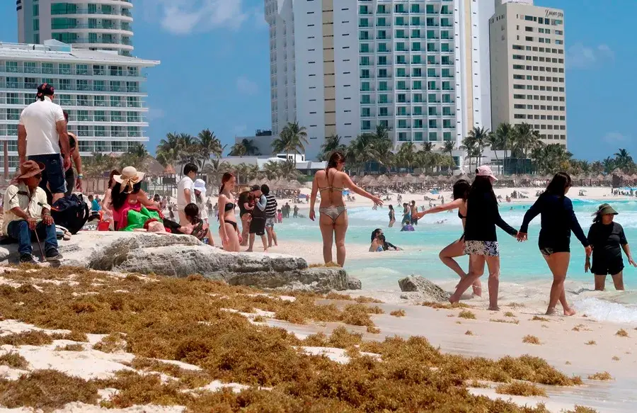 ¡Alerta en el Caribe Mexicano! El sargazo llega antes y podría afectar tus vacaciones ¡Alerta en el Caribe Mexicano! El sargazo llega antes y podría afectar tus vacaciones