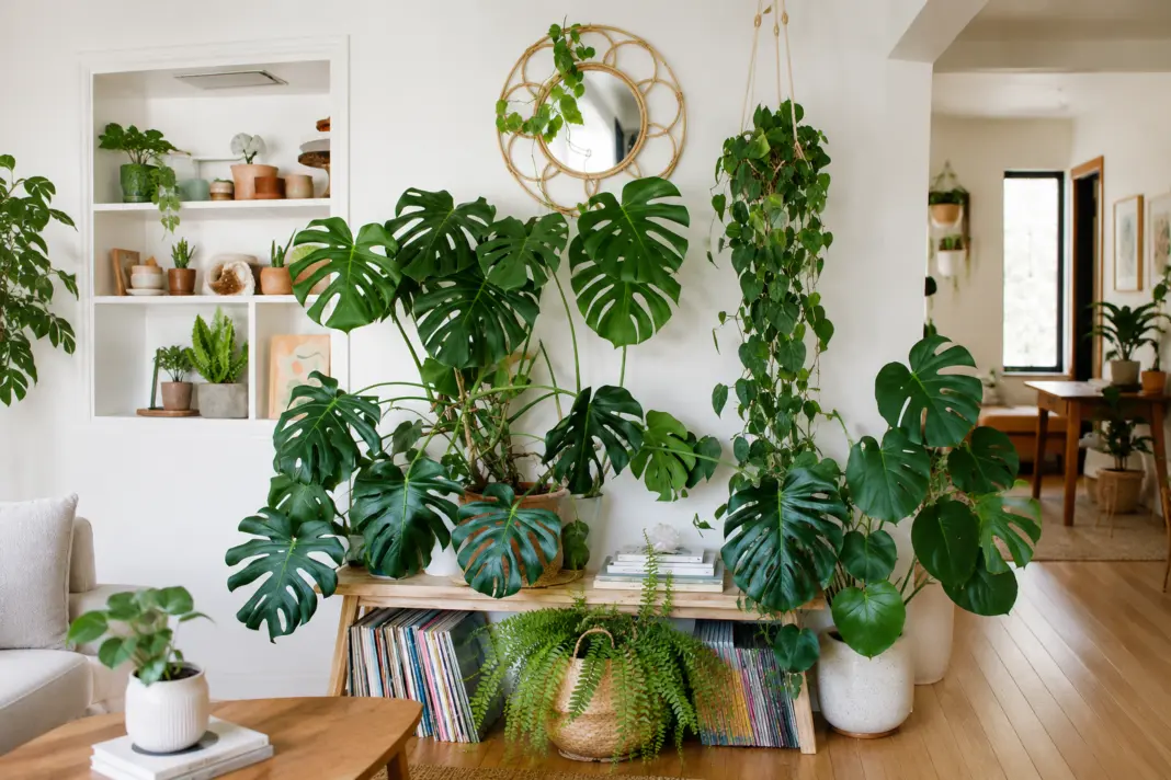 Las mejores plantas para dentro del hogar: bonitas, fáciles de cuidar y con beneficios para tu salud Las mejores plantas para dentro del hogar: bonitas, fáciles de cuidar y con beneficios para tu salud